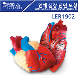 과학교구, [LER1902]러닝리소스인체 심장 단면 모형-칭찬나라큰나라