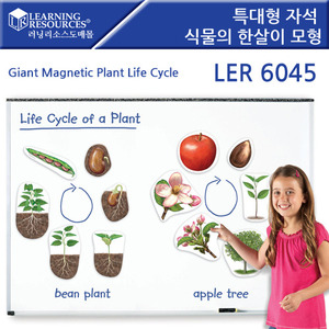과학교구 [LER6045]러닝리소스특대형 자석 식물의 한살이 모형-칭찬나라큰나라